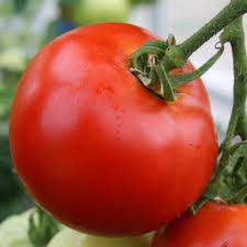 tomate
